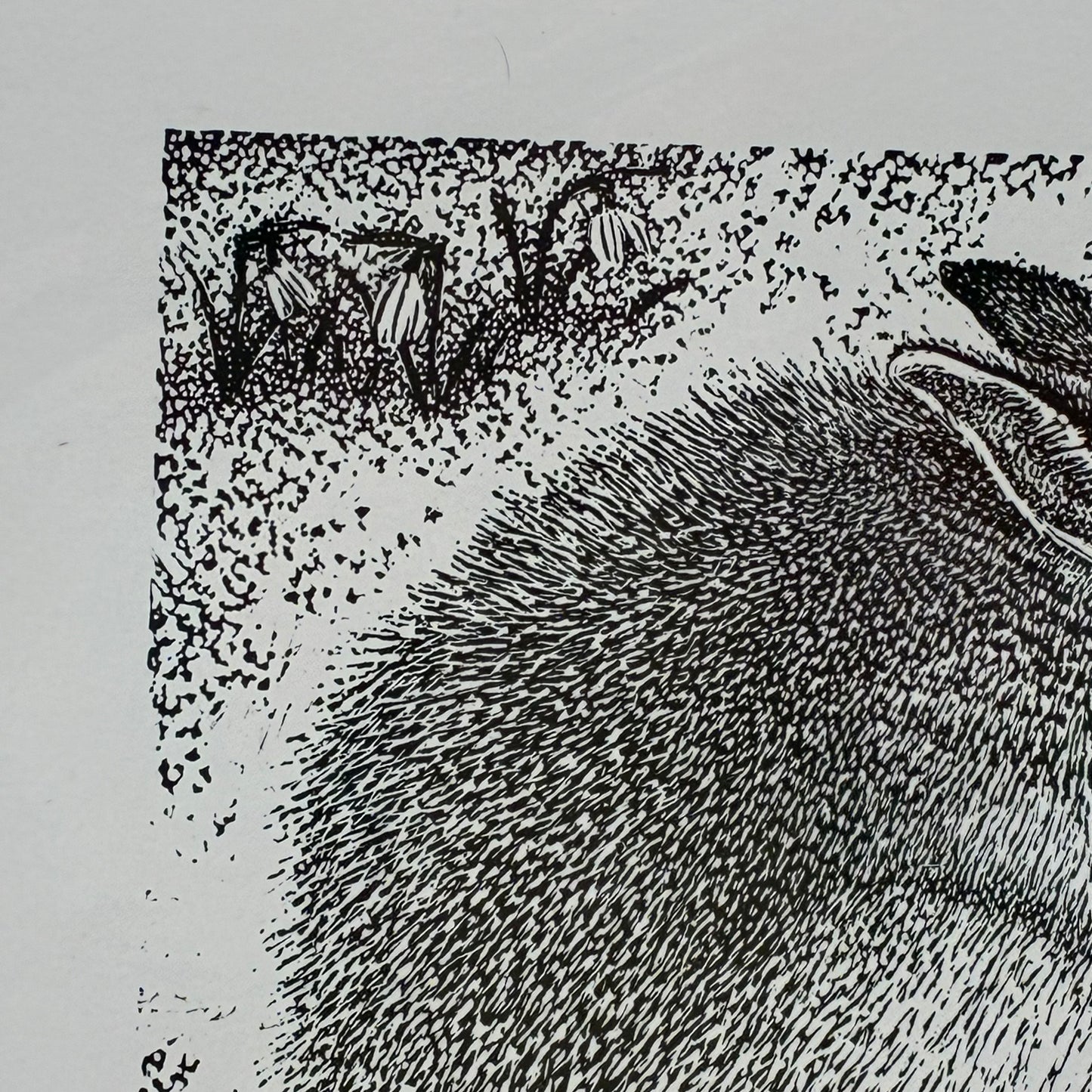 Small Mountain Hare 6/50