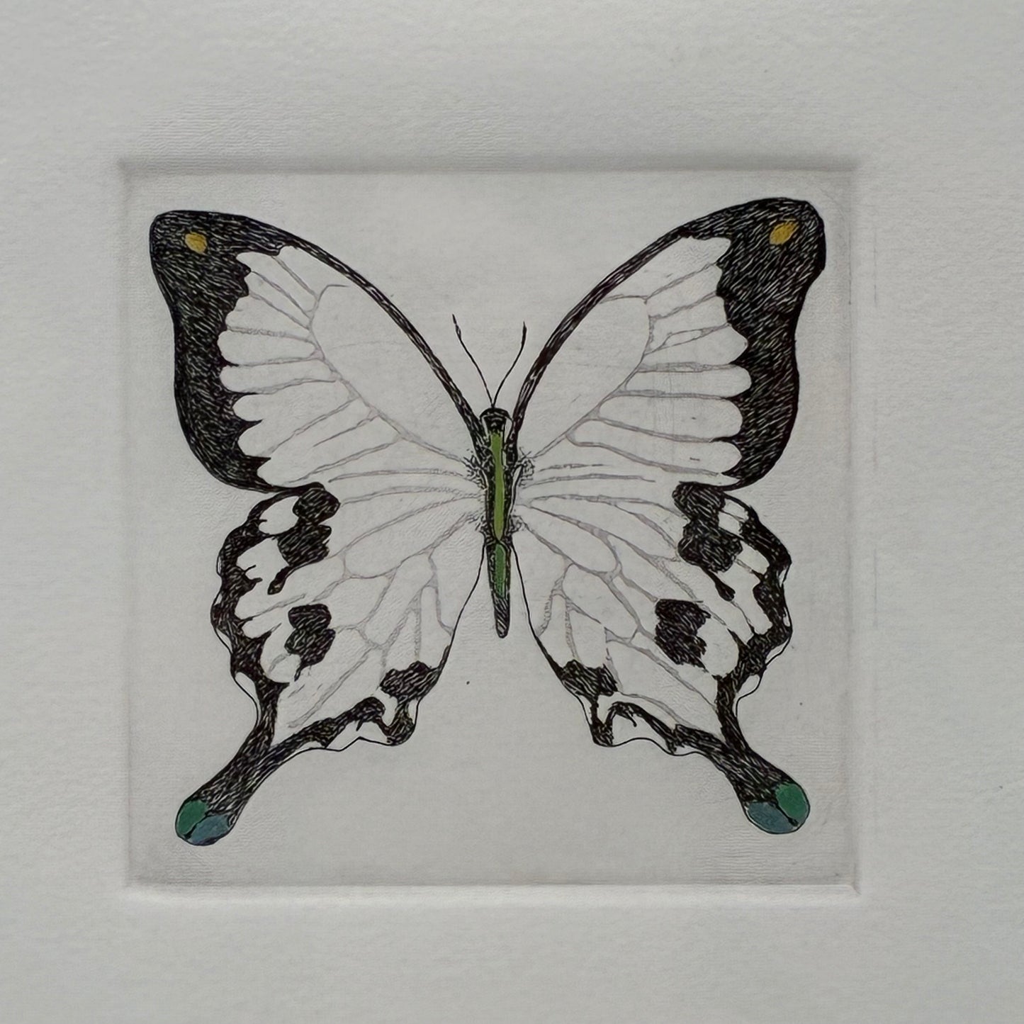 Butterfly 3 Ways #2 4/25