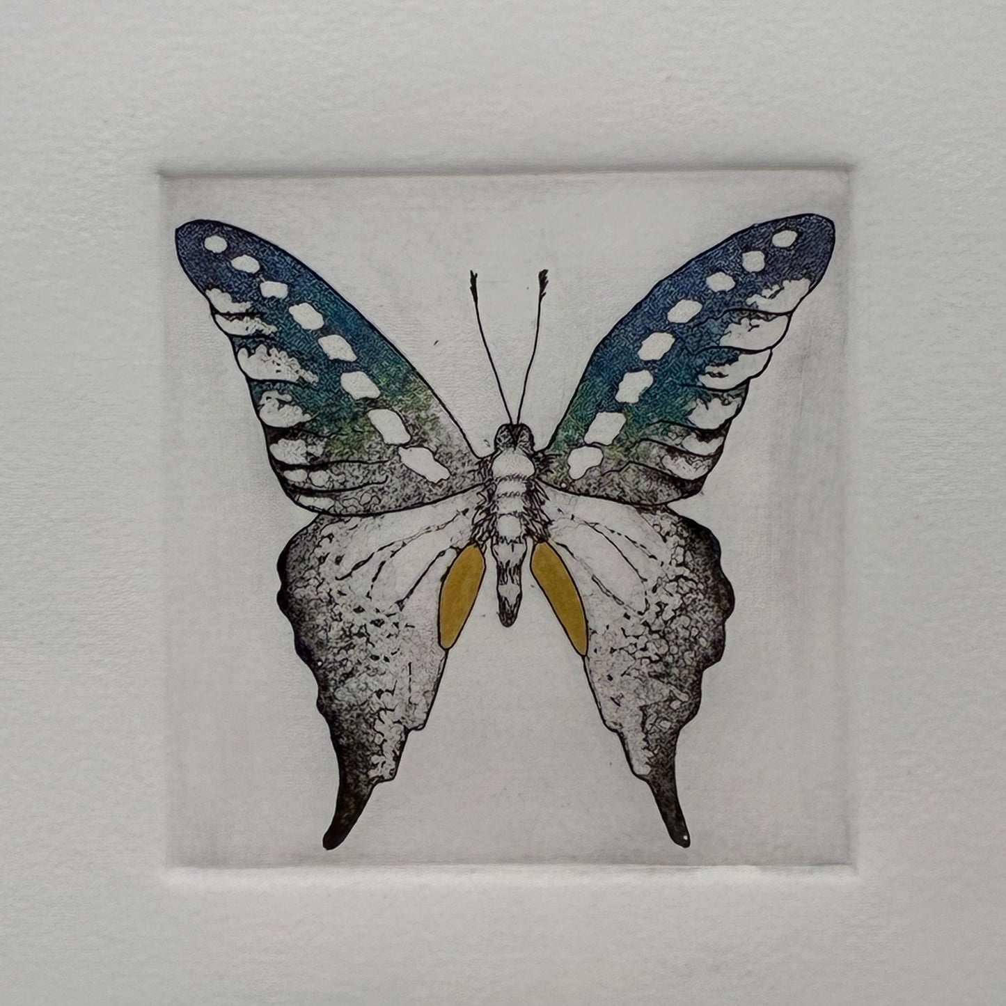 Butterfly 3 Ways #2 4/25