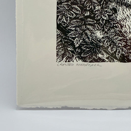 Crested Kingfisher 13/50