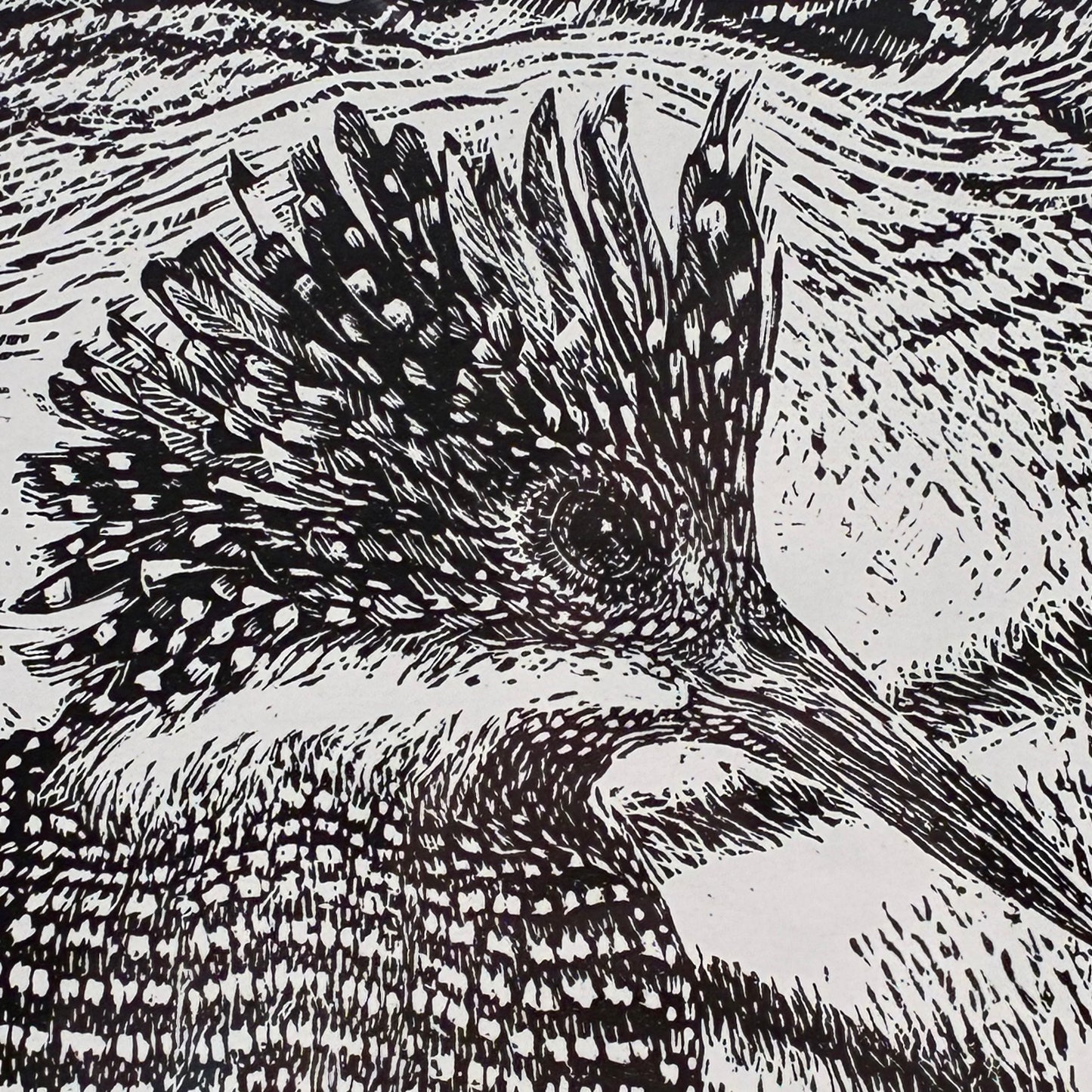 Crested Kingfisher 13/50