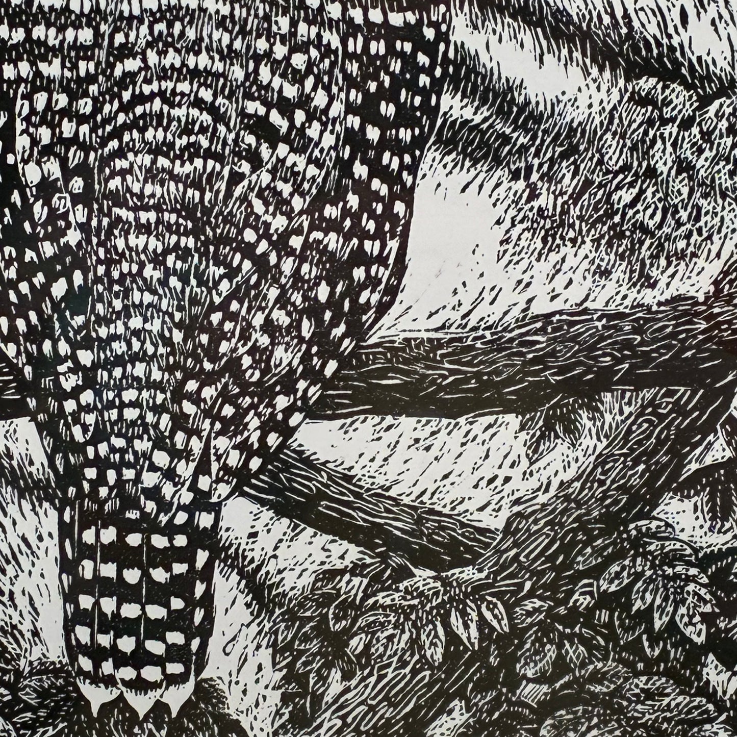 Crested Kingfisher 13/50
