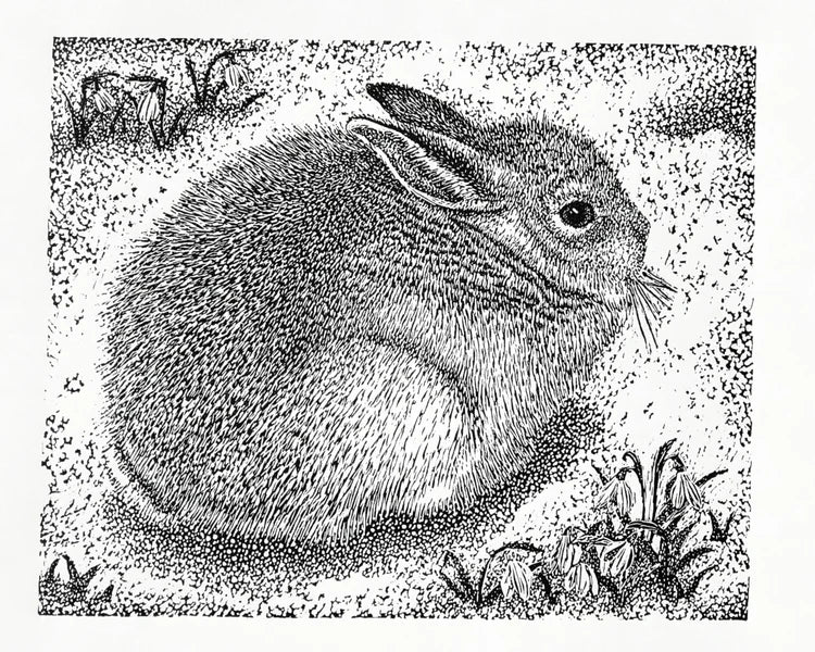 Small Mountain Hare 6/50