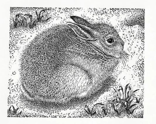 Small Mountain Hare 6/50