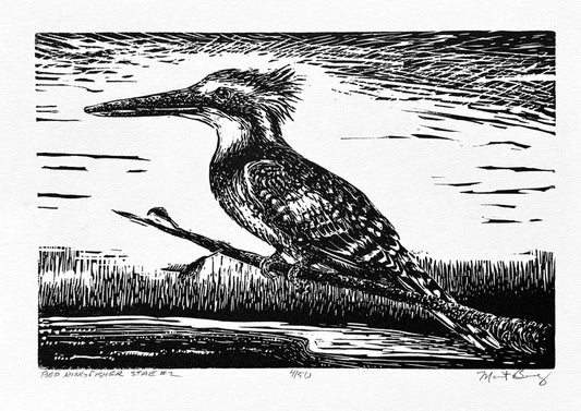 Pied Kingfisher 3/50