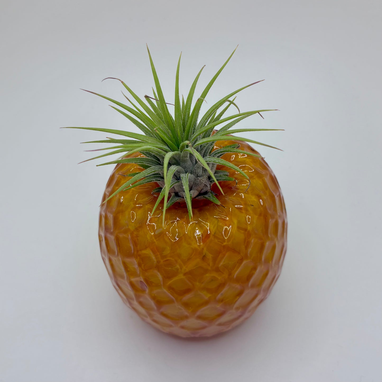Pineapple Air Plant