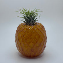 Pineapple Air Plant