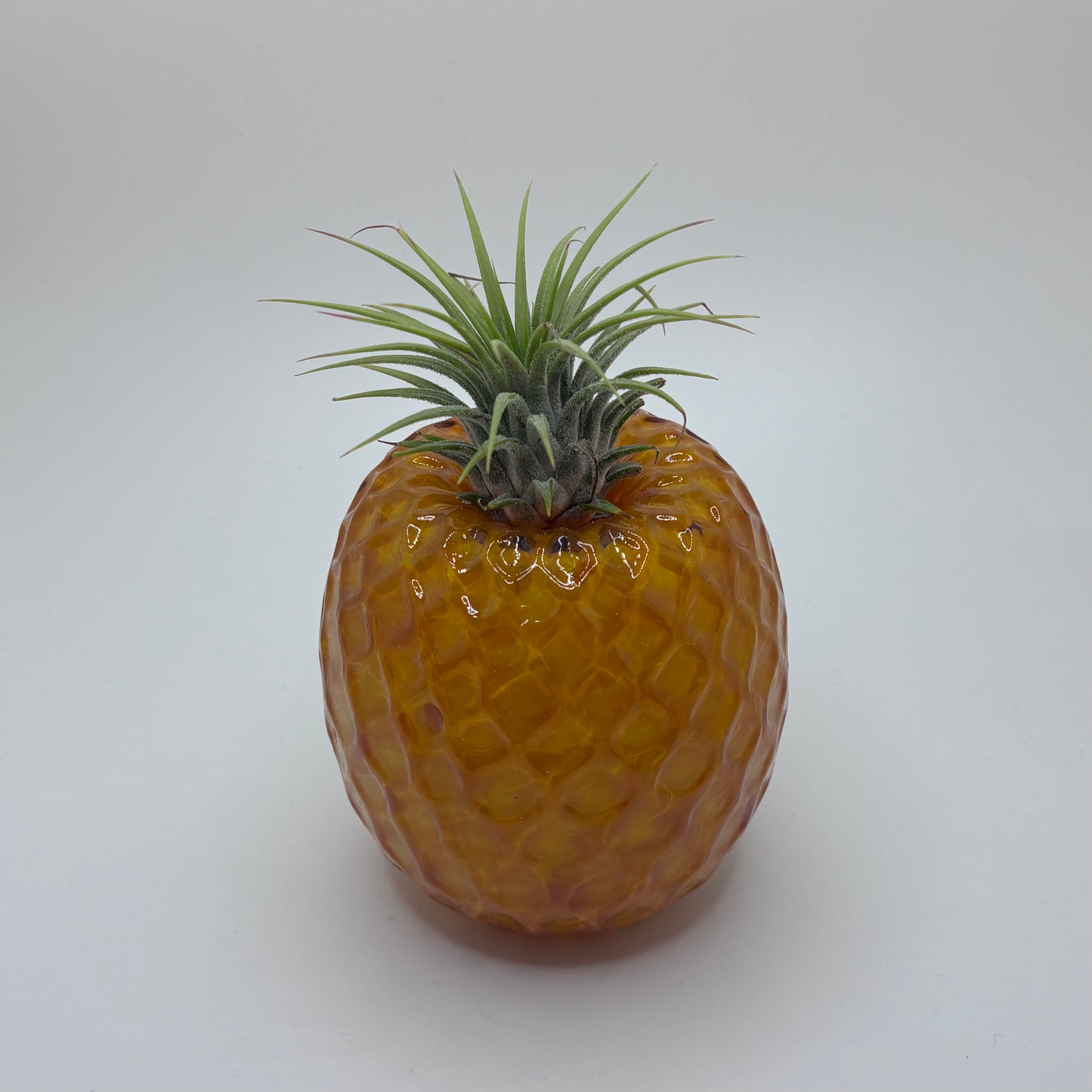 Pineapple Air Plant