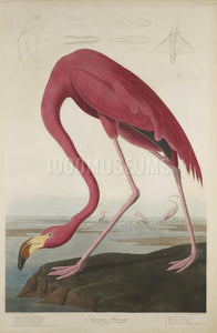 Audubon's Animals Prints