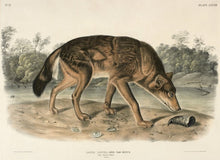 Audubon's Animals Prints
